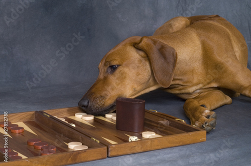 dog with backgammon game