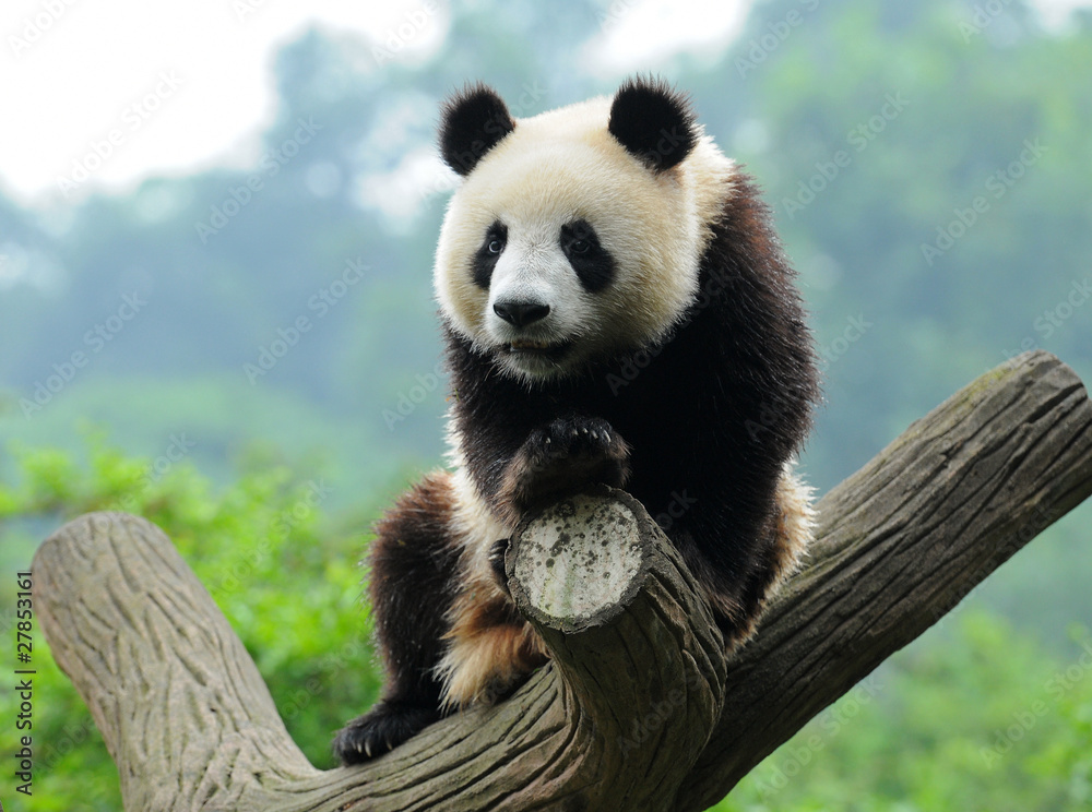 Naklejka premium Giant panda bear in tree