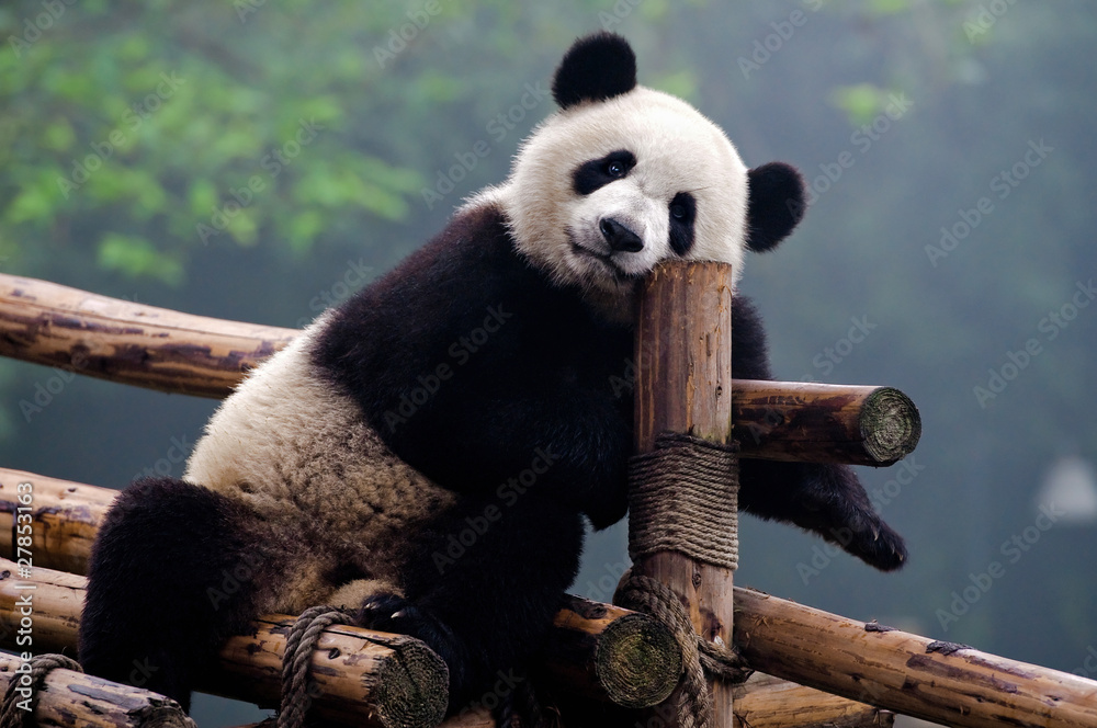 Obraz premium Słodki miś panda wielka