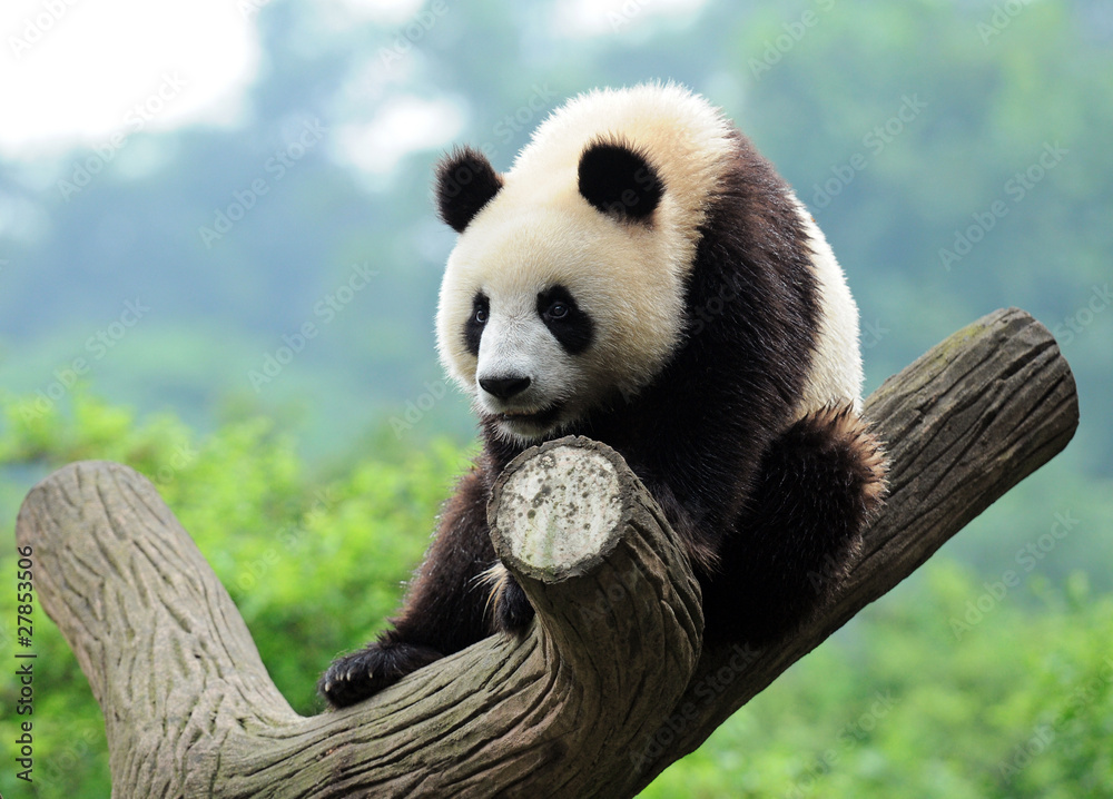 Obraz premium Giant panda climbing tree