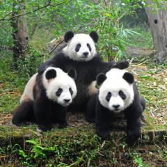 Fotobehang Panda Reuzenpanda poseert voor de camera  © wusuowei