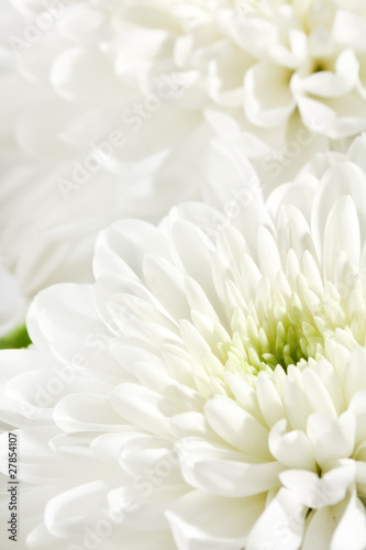 beautiful chrysanthemum