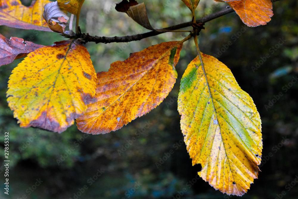 leaves