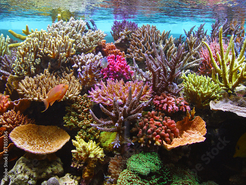 Cuadro en lienzo corals in the aquarium