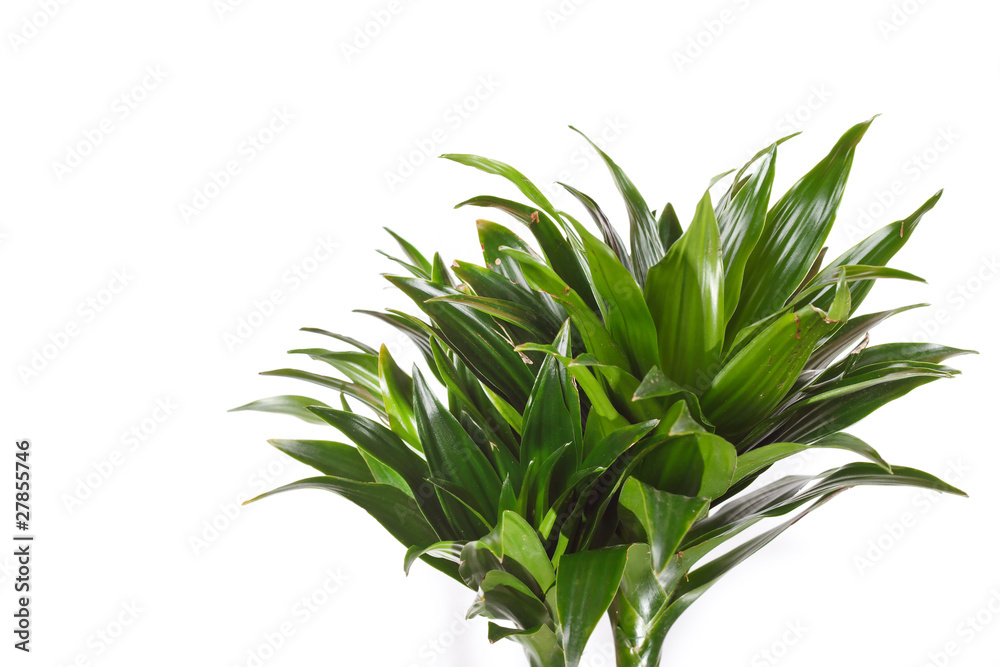 Dracaena plant