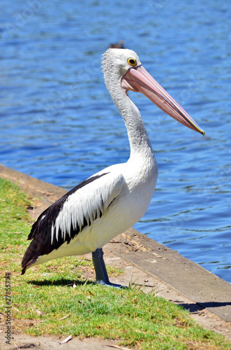 A pelican standing by the river in Adelaide, South Australia.