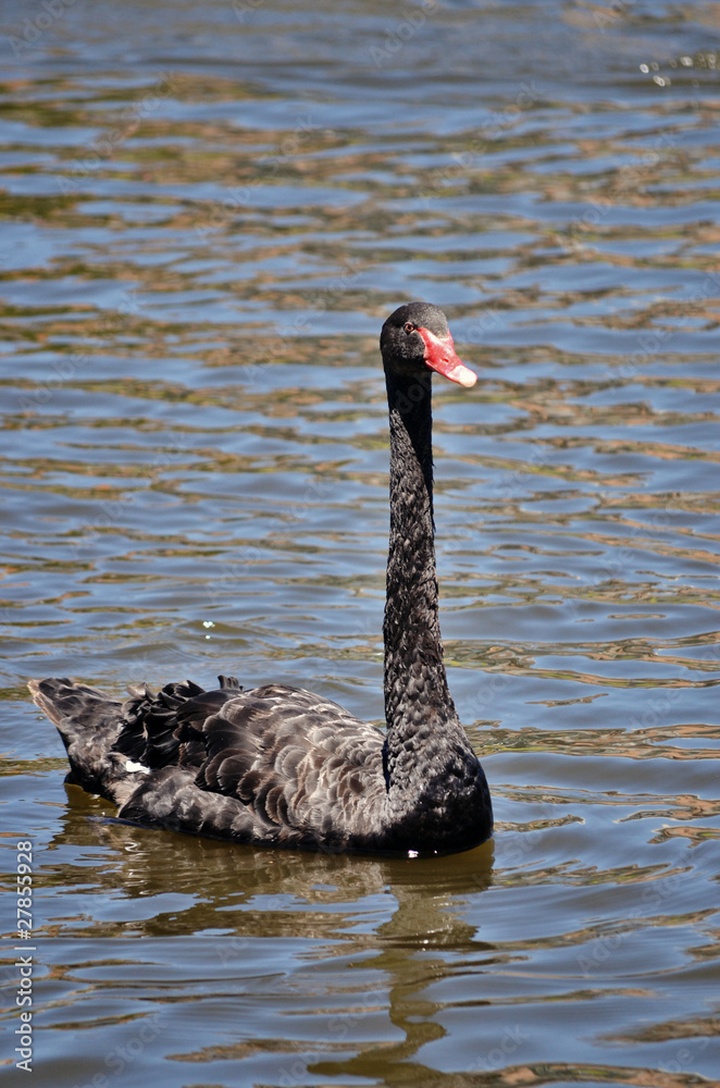 Obraz premium Australian black swan swimming in the River Torrens in Adelaide
