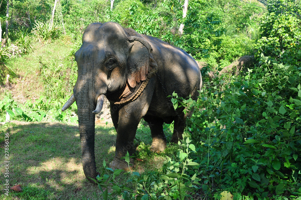 Fototapeta premium Elephant