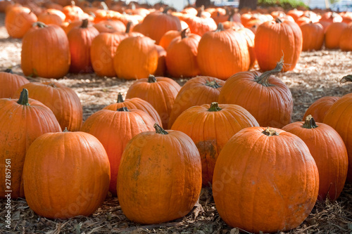 Large Pumpkins in a Field of Pine straw