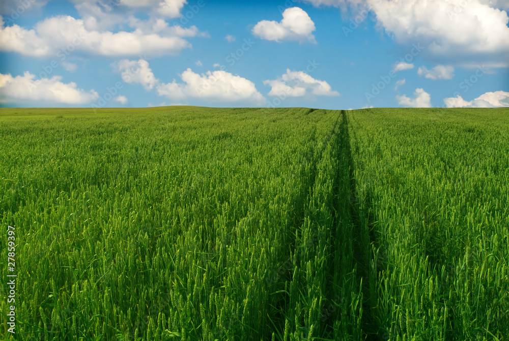 Obraz premium Summer Wheat Crops Field