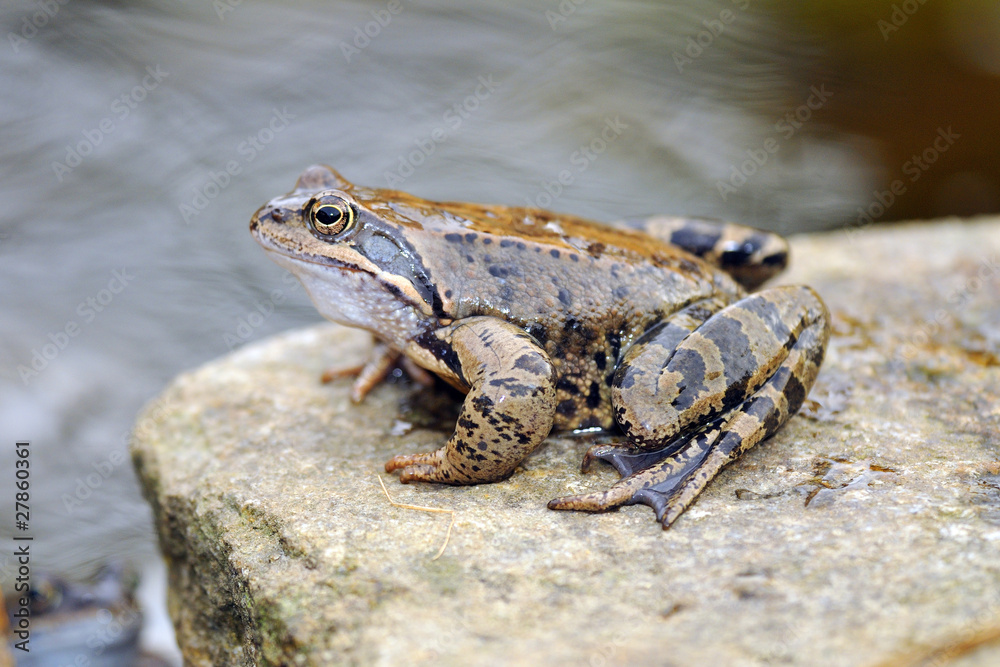 Naklejka premium Grasfrosch