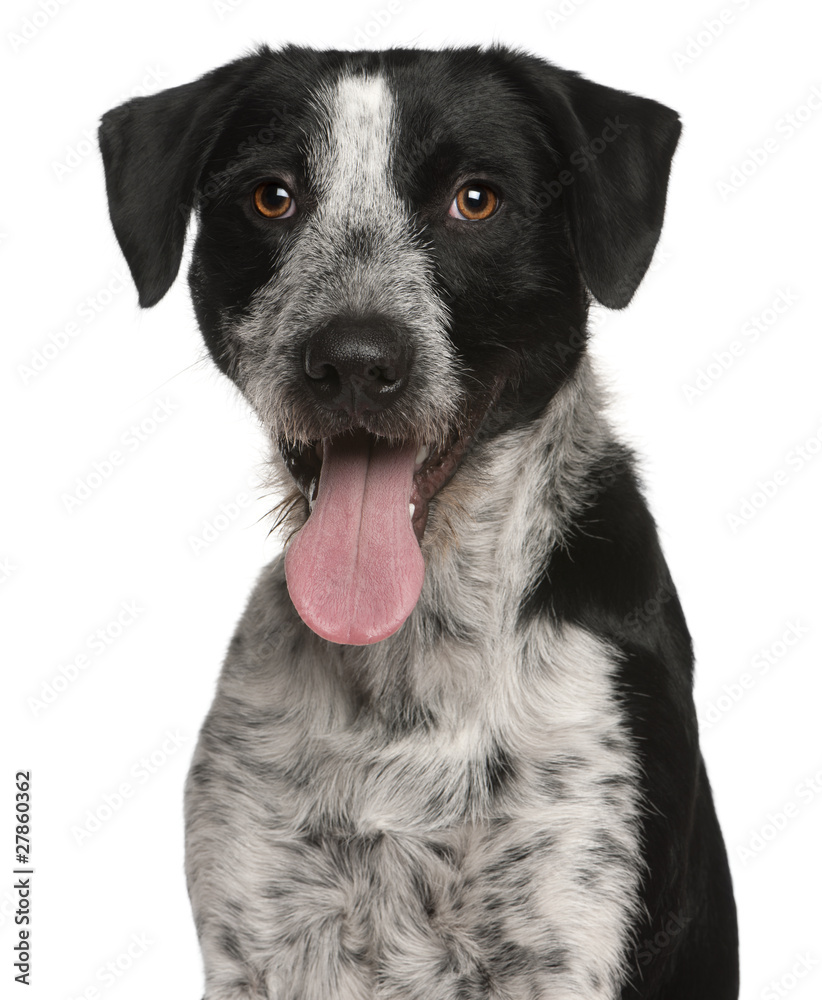 Close-up of Mixed-breed dog, 1 year old Close-up of Mixed-breed dog, 1 year old