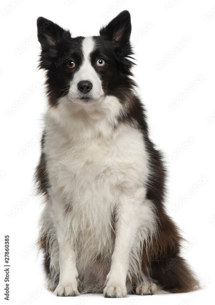 Border collie sitting in front of a white background