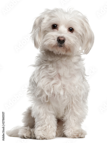 Maltese, 8 years old, sitting in front of white background