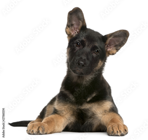 German Shepherd Dog puppy  3 months old  lying