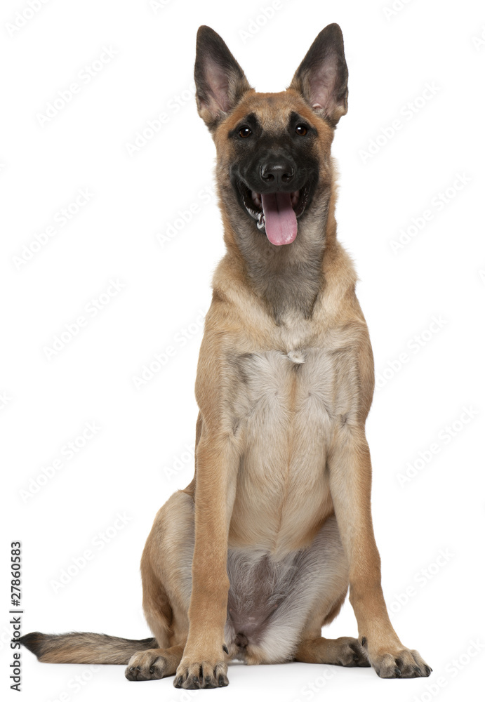 Belgian Shepherd puppy, Malinois, 5 months old, sitting