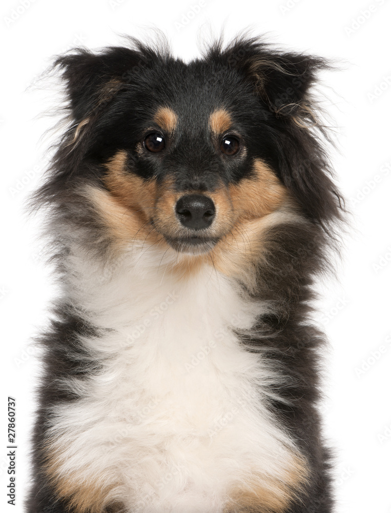 Close-up of Shetland Sheepdog puppy, 6 months old