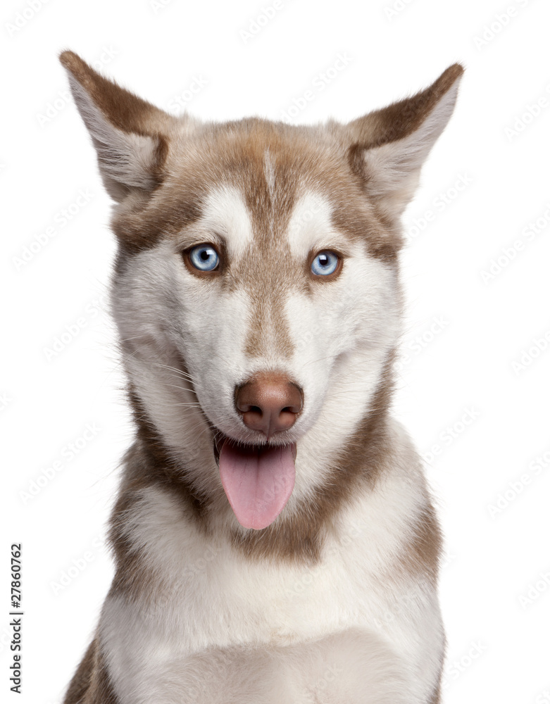 Close-up of Siberian Husky puppy, 4 months old Close-up of Siberian Husky puppy, 4 months old