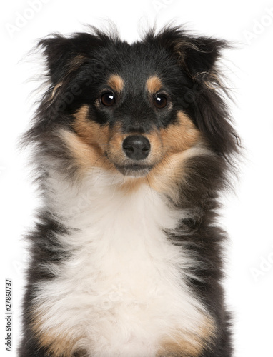 Close-up of Shetland Sheepdog puppy, 6 months old