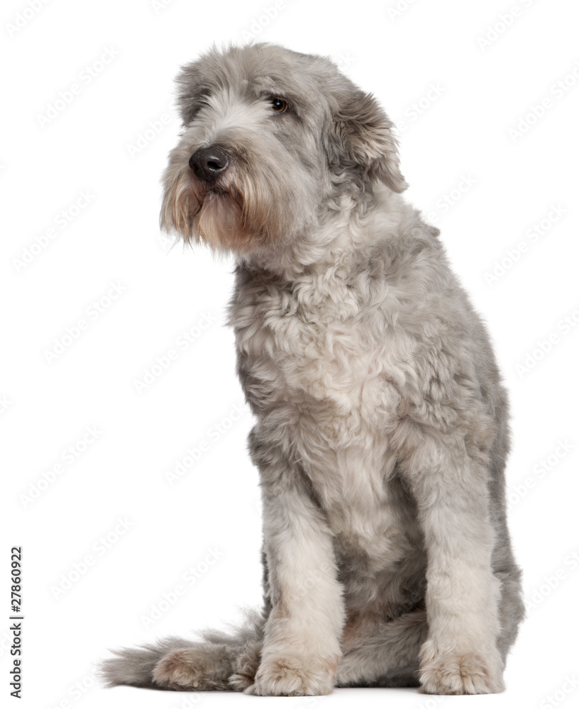 Bearded Collie, 10 years old, sitting