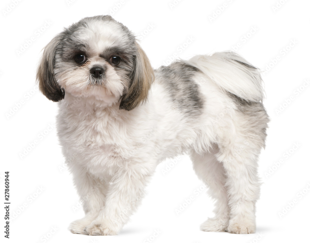 Shih Tzu, 8 months old, standing in front of white background
