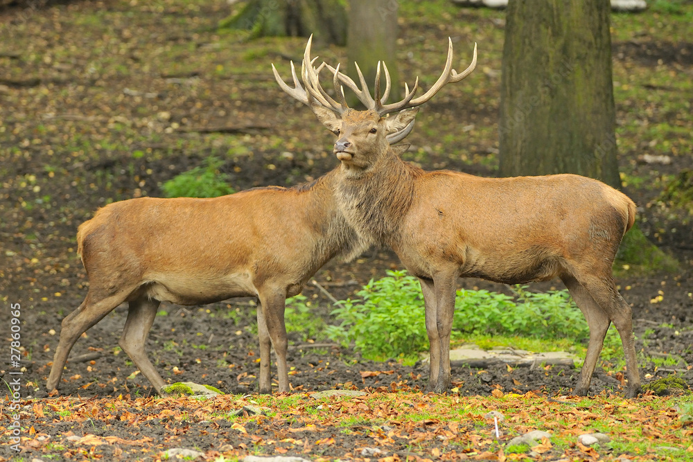 Fototapeta premium Rothirsch