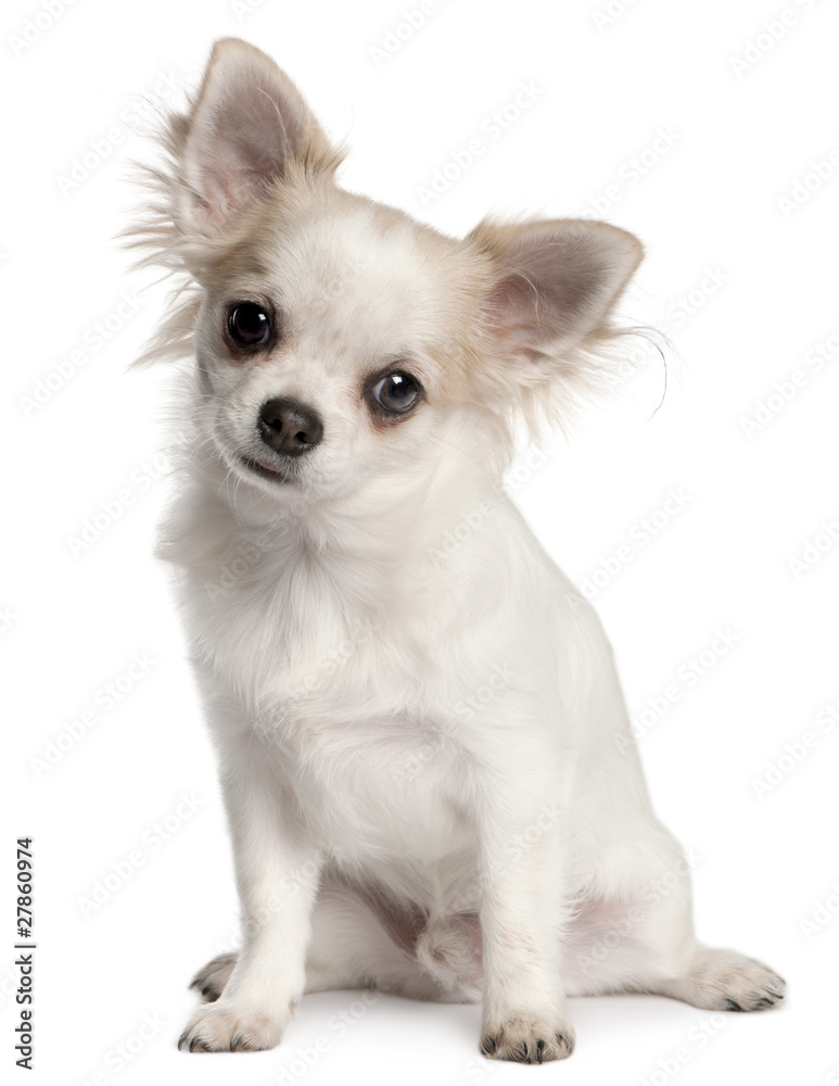 Chihuahua puppy, 4 months old, sitting Chihuahua puppy, 4 months old, sitting
