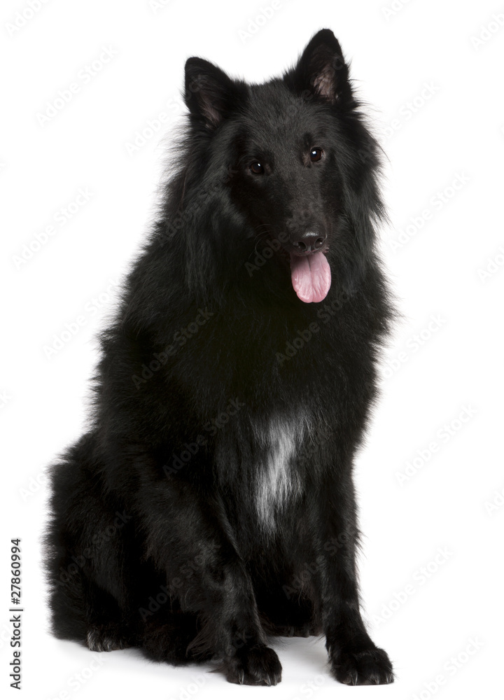 Belgian Shepherd Dog, Groenendael, 1 year old, sitting