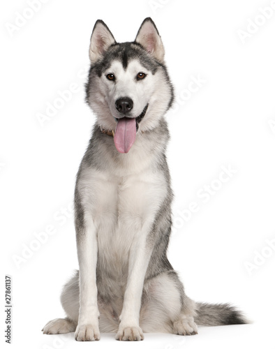 Fototapeta Naklejka Na Ścianę i Meble -  Siberian Husky, 1 year old, sitting