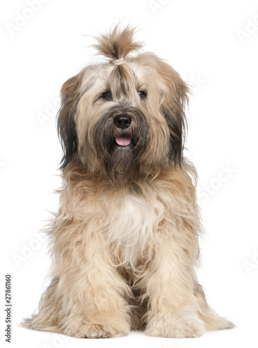 фотографія Tibetan Terrier, 1 year old, sitting