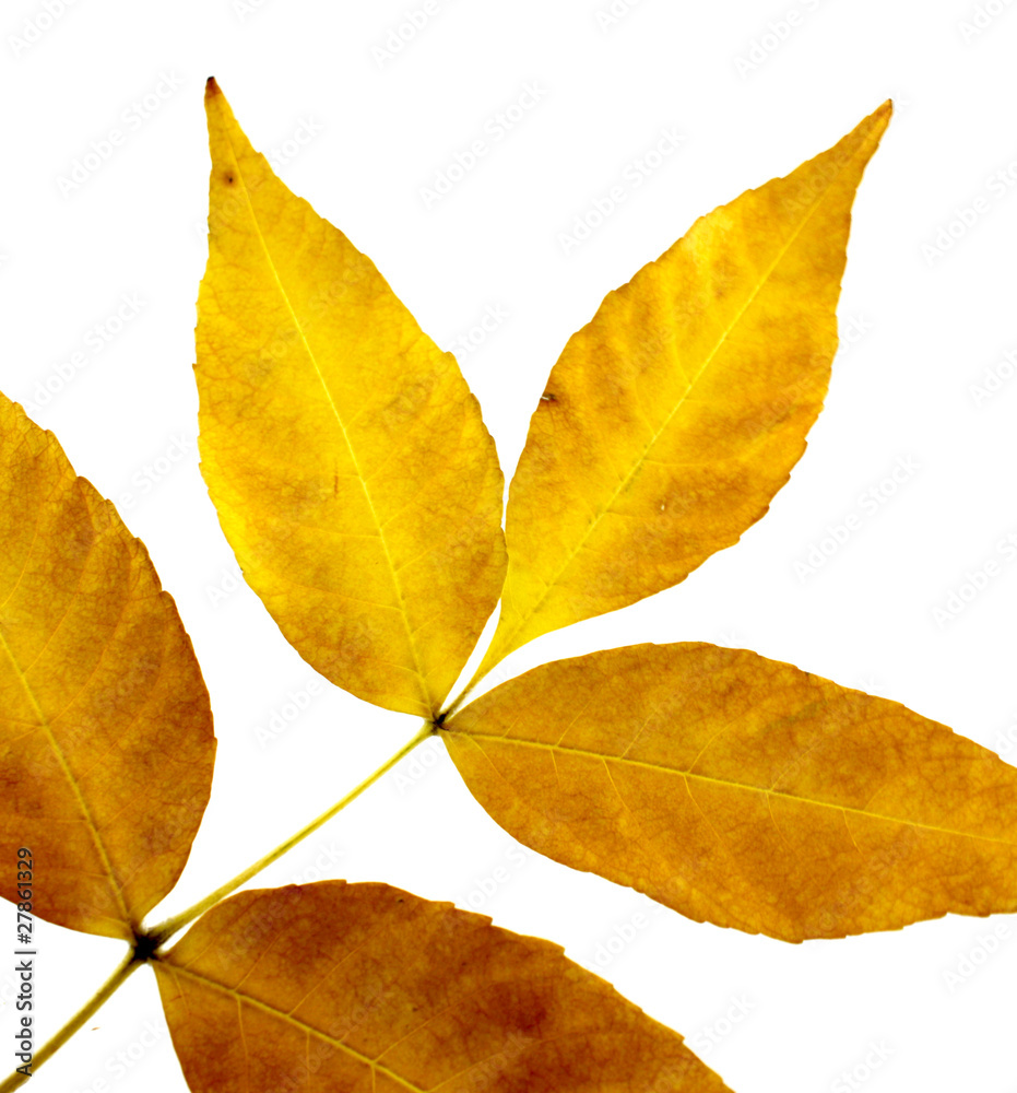 Fototapeta premium Twig with yellow autumn leaves