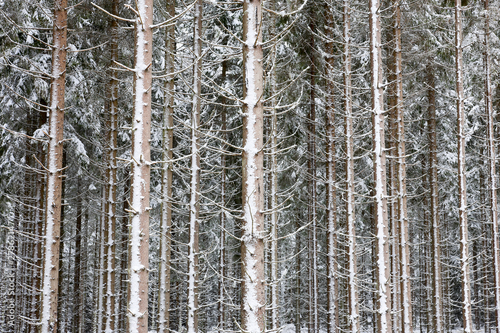 Fototapeta premium Spruce tree