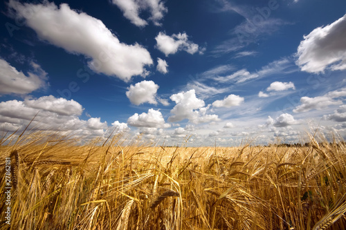 wheat Field © Фотобанк BFoto.ru