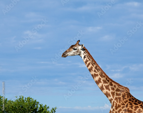 Masai Giraffe © suerob