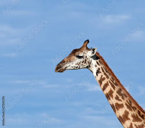 Masai Giraffe close-up © suerob