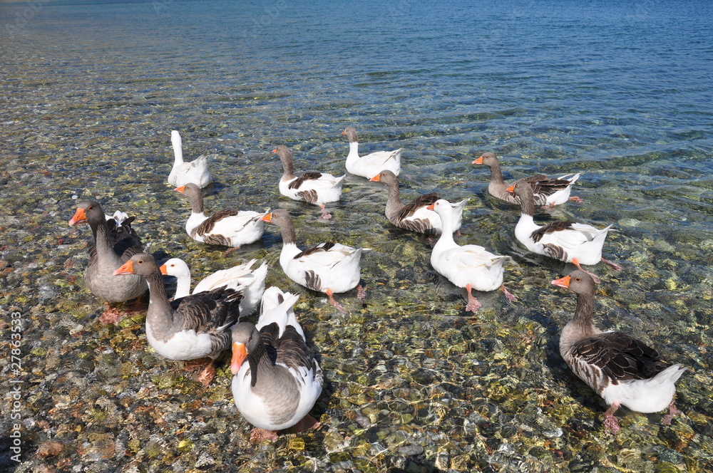 Fototapeta premium Wild Ducks