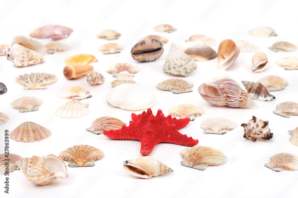 sea shells sea shells