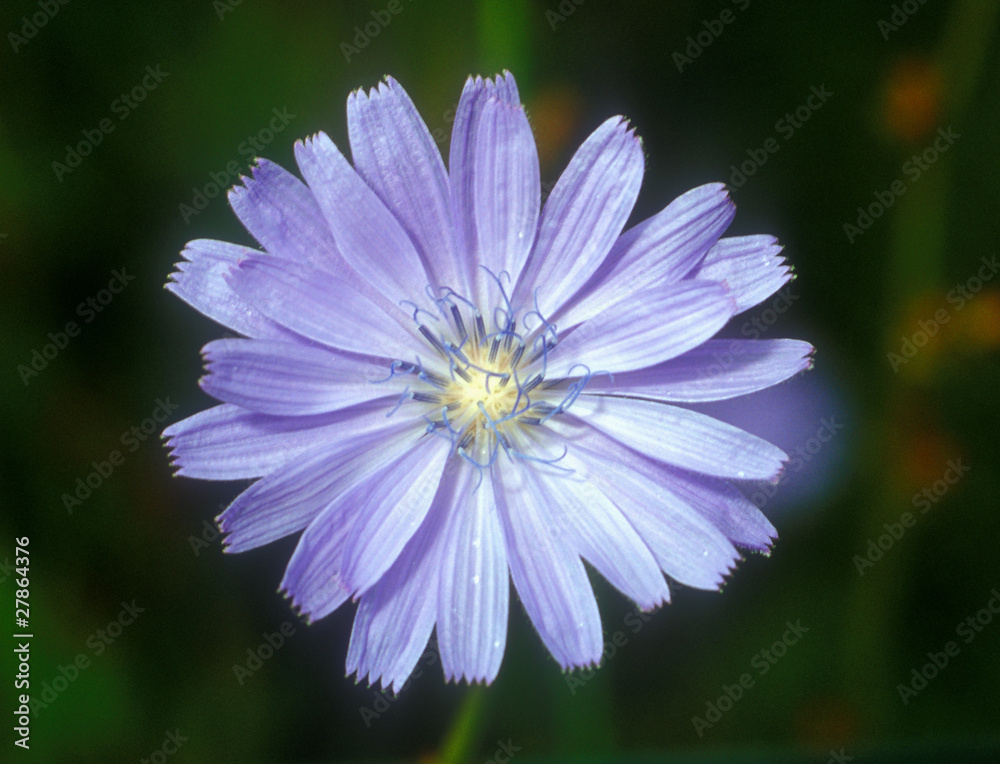 Fototapeta premium Wegwarte