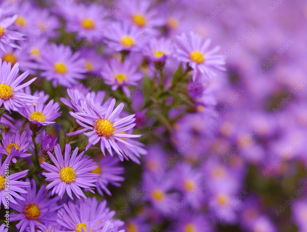 Fototapeta premium Asters