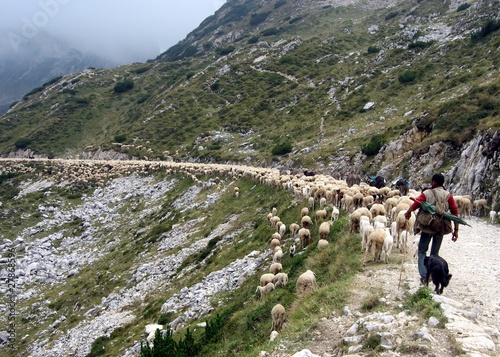 flock of sheep on a Pasubio with shepherd