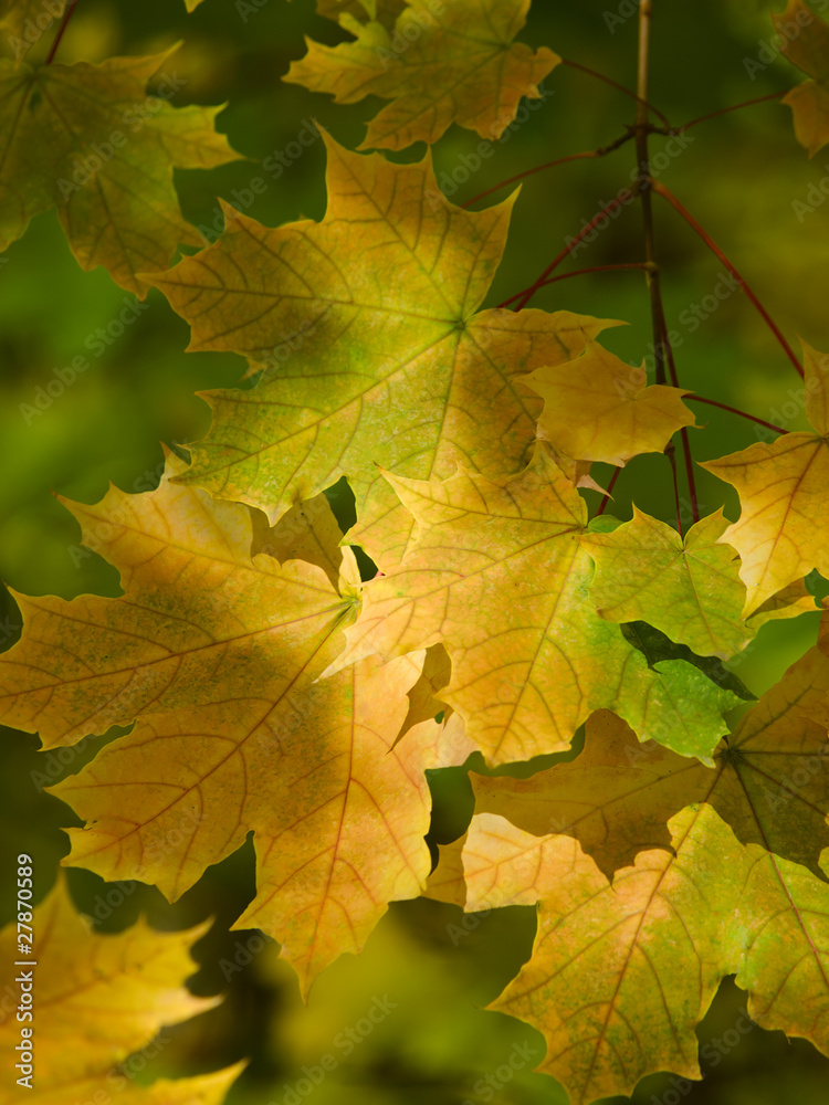maple leaves maple leaves