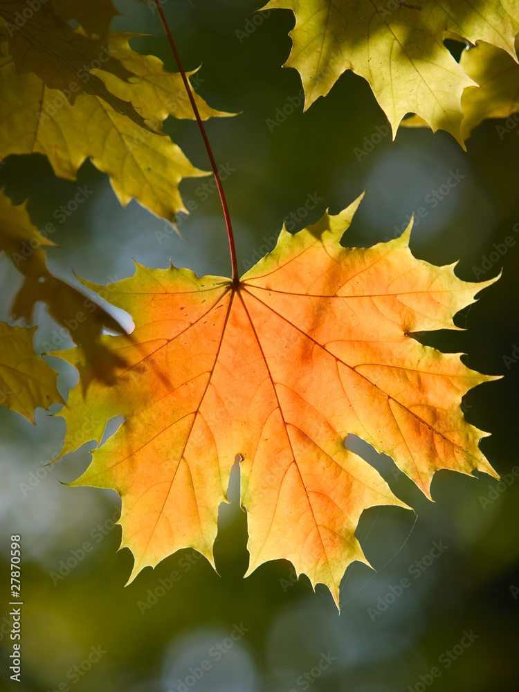 Obraz premium maple leaves