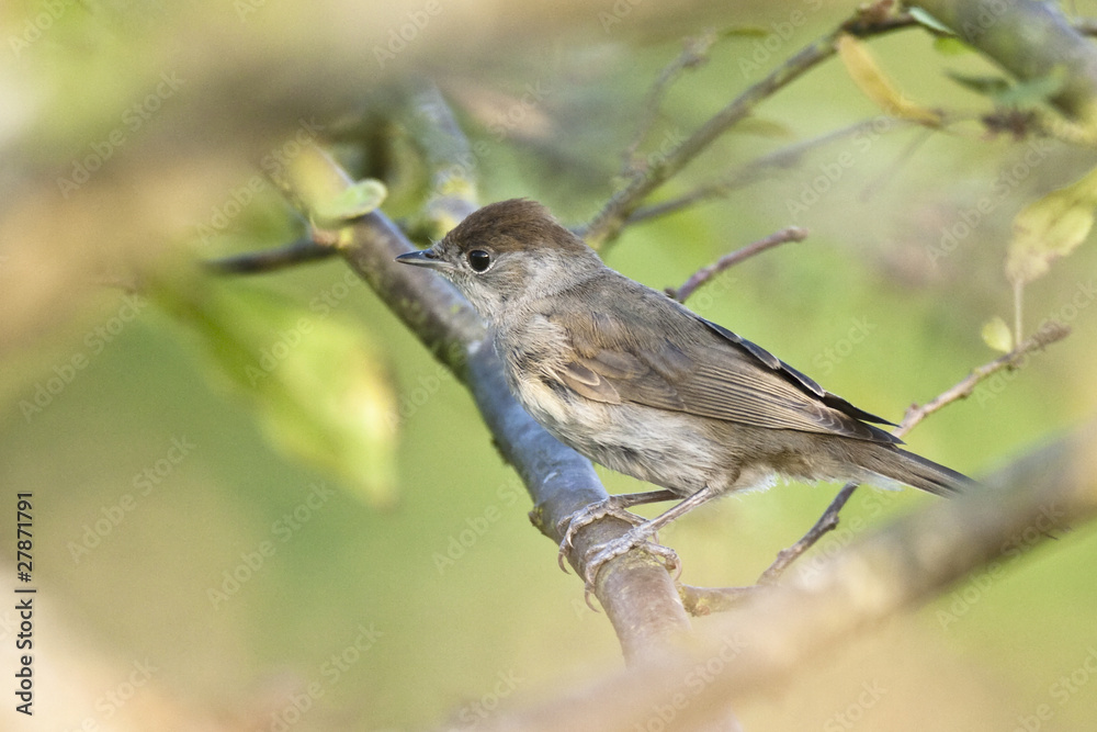 Fototapeta premium Sylvia atricapilla (f)