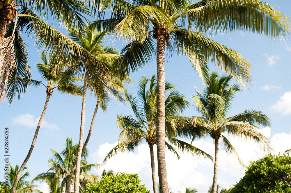 Fototapeta premium Palms trees on the beach during bright day