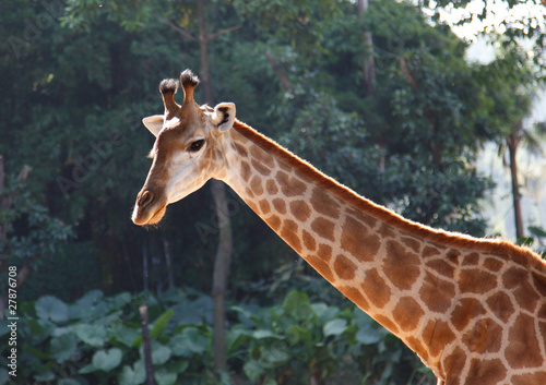 giraffe
