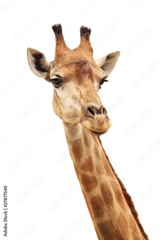 Fototapeta premium female giraffe head and neck isolated on white