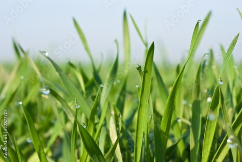 closeup green grass in a drop