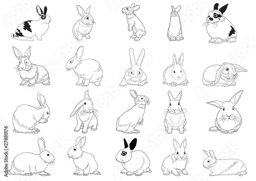 Set of rabbits isolated on white