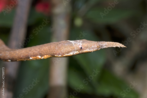 Serpent liane ; Langaha madagascariensis; Madagascar