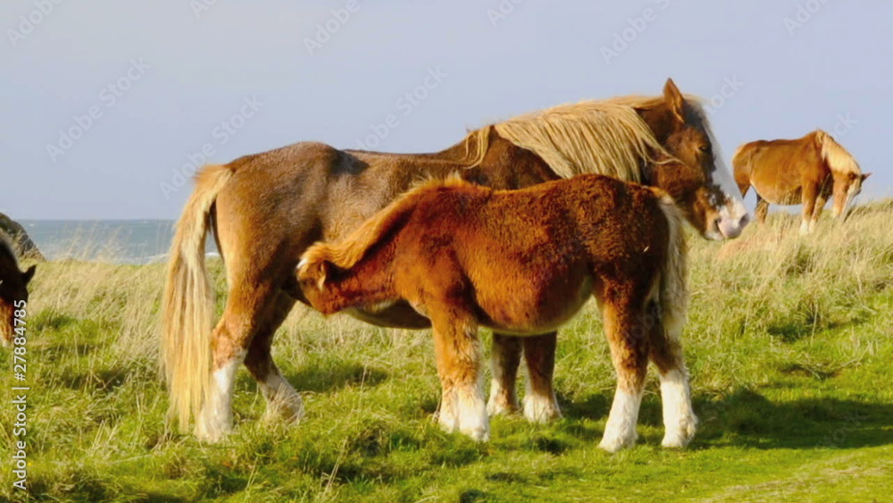 horse suckling at the french coast of brittany horse suckling at the french coast of brittany